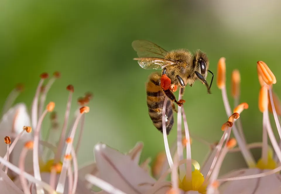 bee friendly habitat restoration a key strategy for wild bee