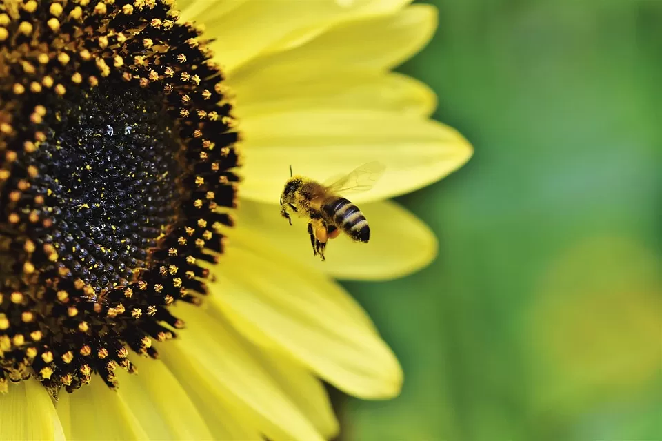 Beekeeping 101: Choosing the Ideal Location for Your Beehive