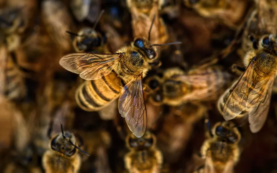 Decoding the Bee Waggle Dance: Unlocking the Secrets of Bee