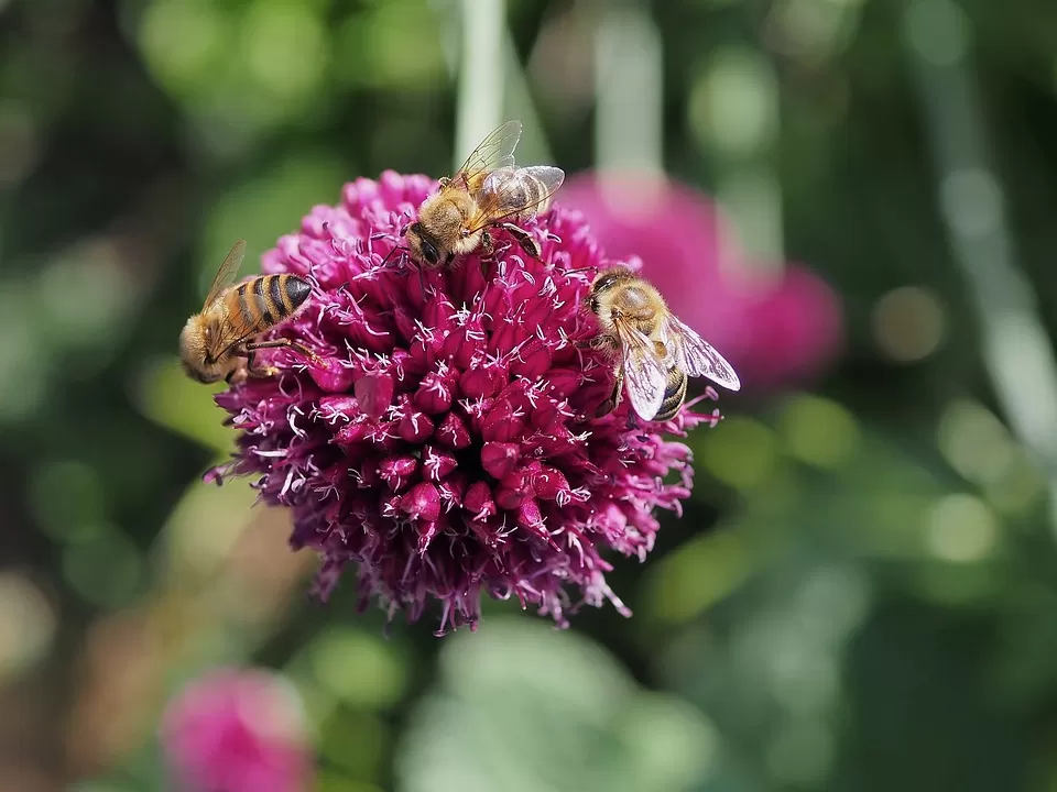 discover the basics of natural beekeeping an introduction