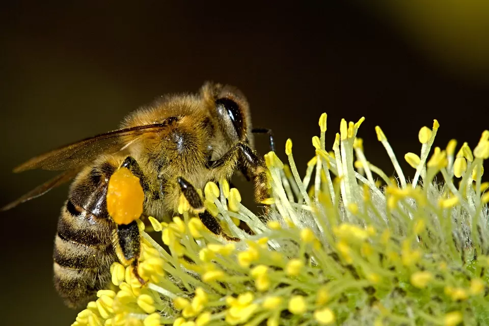 Drones in the Hive: Understanding their Crucial Role in a Bee Colony