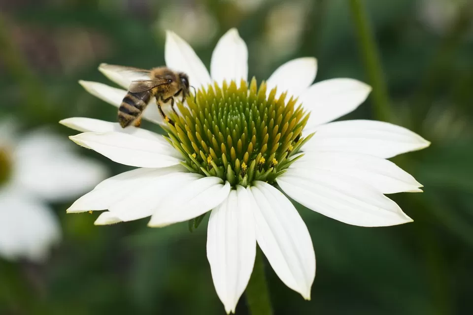 enhancing ceramic production how bees contribute to artisanal