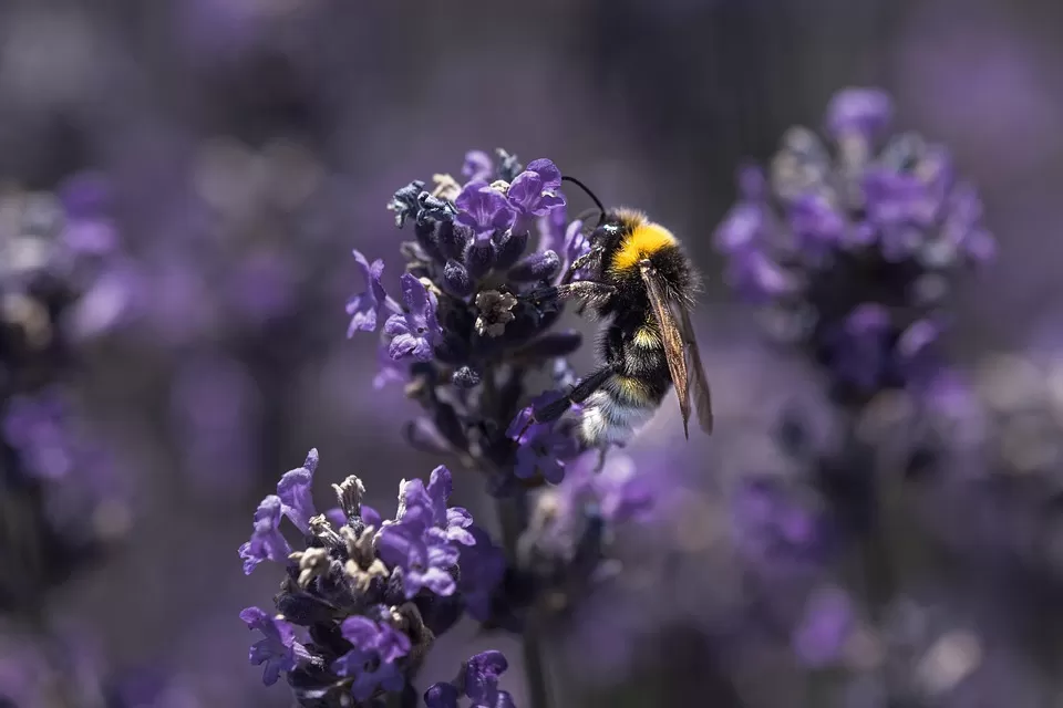 exploring honey maturity a comprehensive guide for beekeepers and