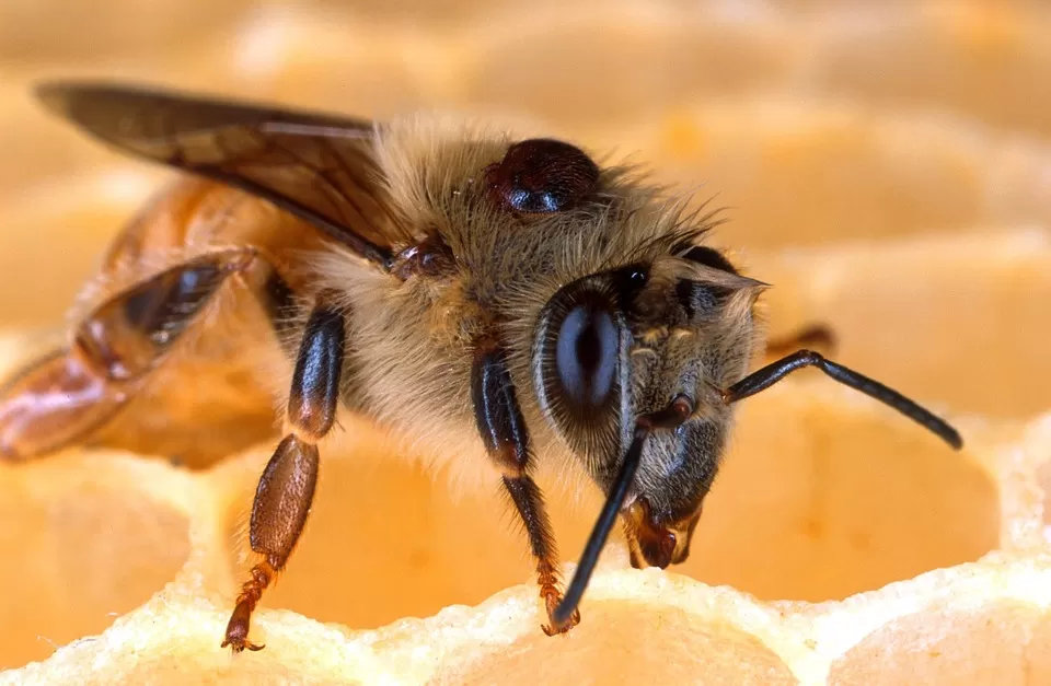 exploring the importance of bees in botanical art nature inspired