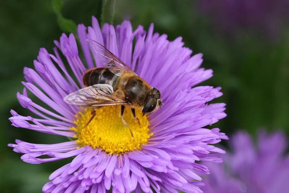 floral symbiosis understanding the vital relationship between flowers