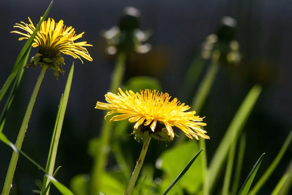 harnessing the power of bees understanding the impact of pollen on