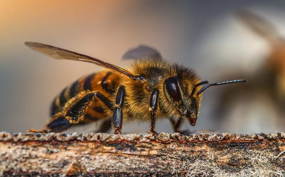 key benefits understanding the importance of forage for bees