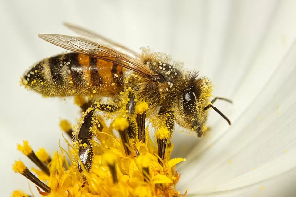 Key Strategies for Overcoming Challenges in Large Scale Beekeeping