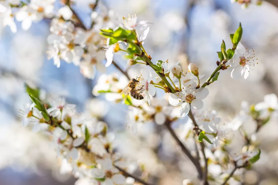 mastering bee breeding the essential techniques and strategies