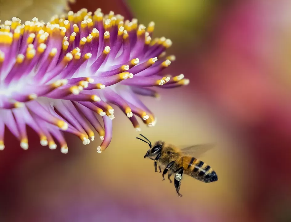 Mastering Beekeeping: Step-by-Step Guide on How to Uncap Honey Frames