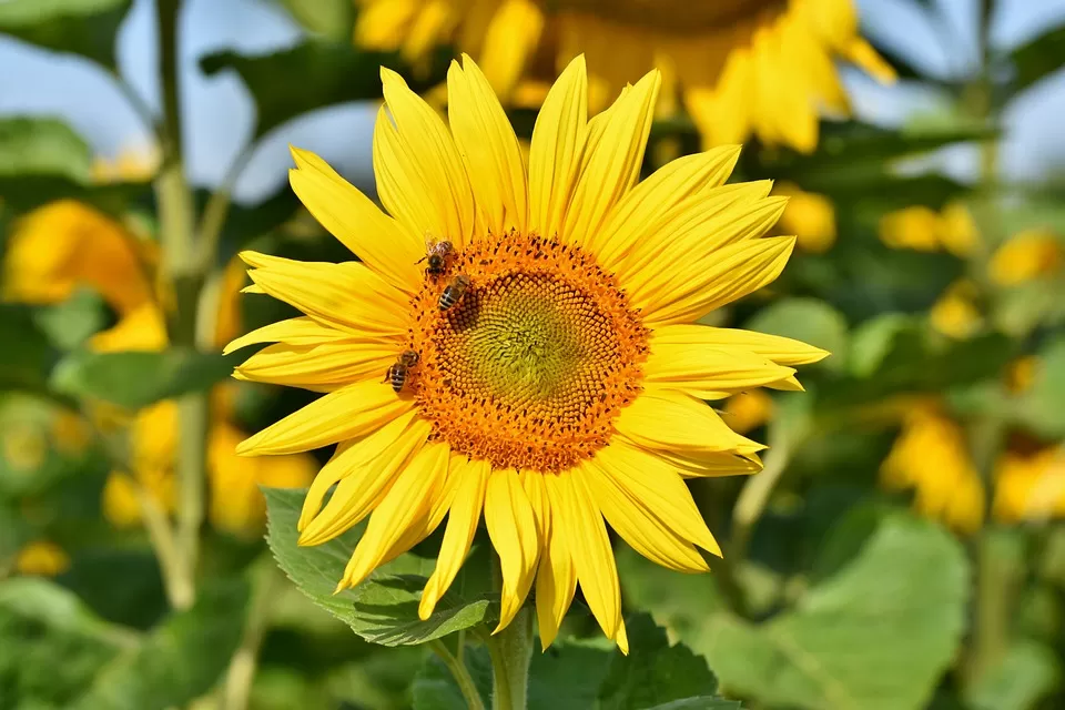 mastering the art unveiling the fascinating role of bees in