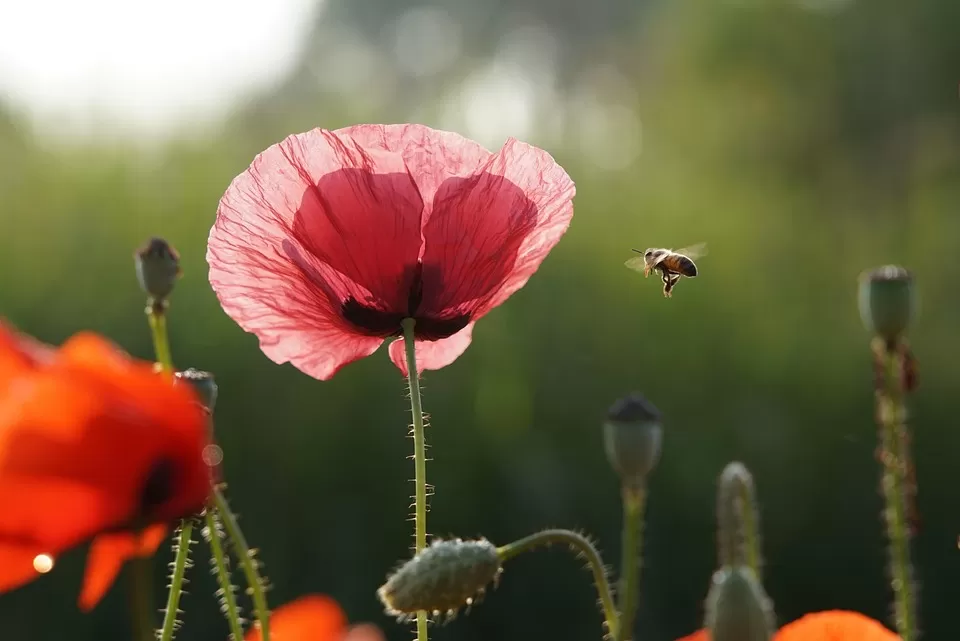 optimal feeding techniques for bees when and how to do it