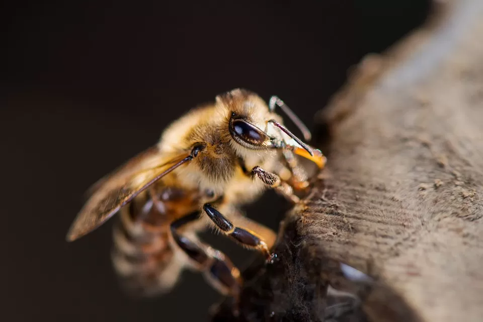 optimizing bee nutrition advanced strategies for healthy hives