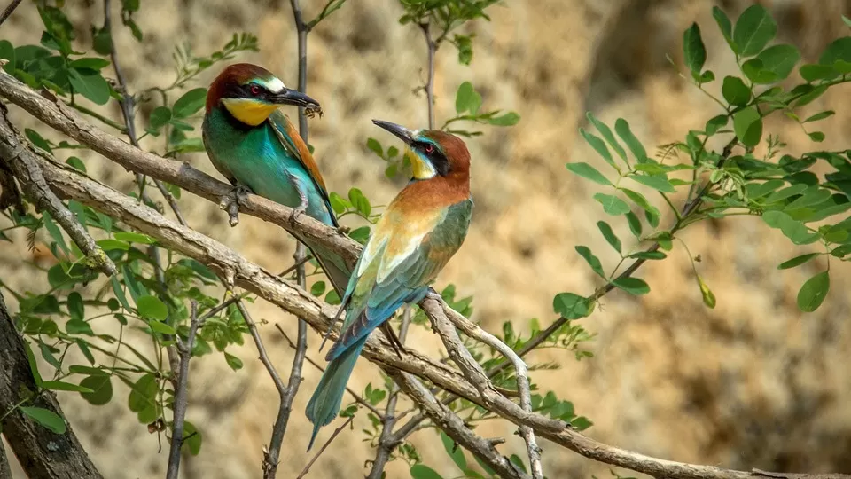 preserving biodiversity the vital role of public lands in bee