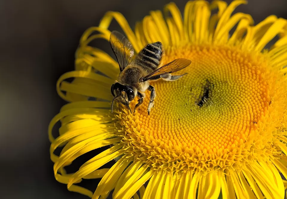 propolis a powerful tool for beekeepers