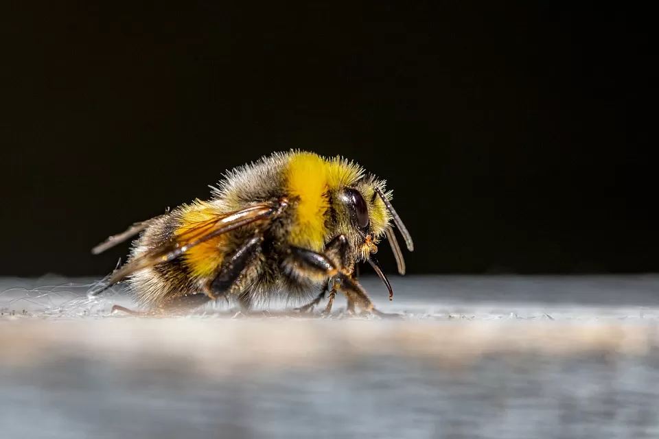 revolutionary advanced honey extraction techniques