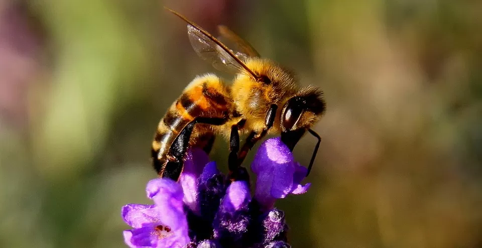 the bees eye view understanding the intricacies of bee vision