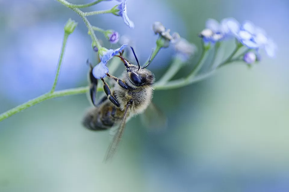 the buzz about bees safeguarding food security