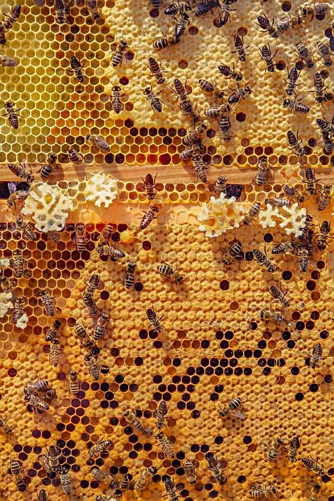 The Fascinating Science Behind Honey Making: A Closer Look