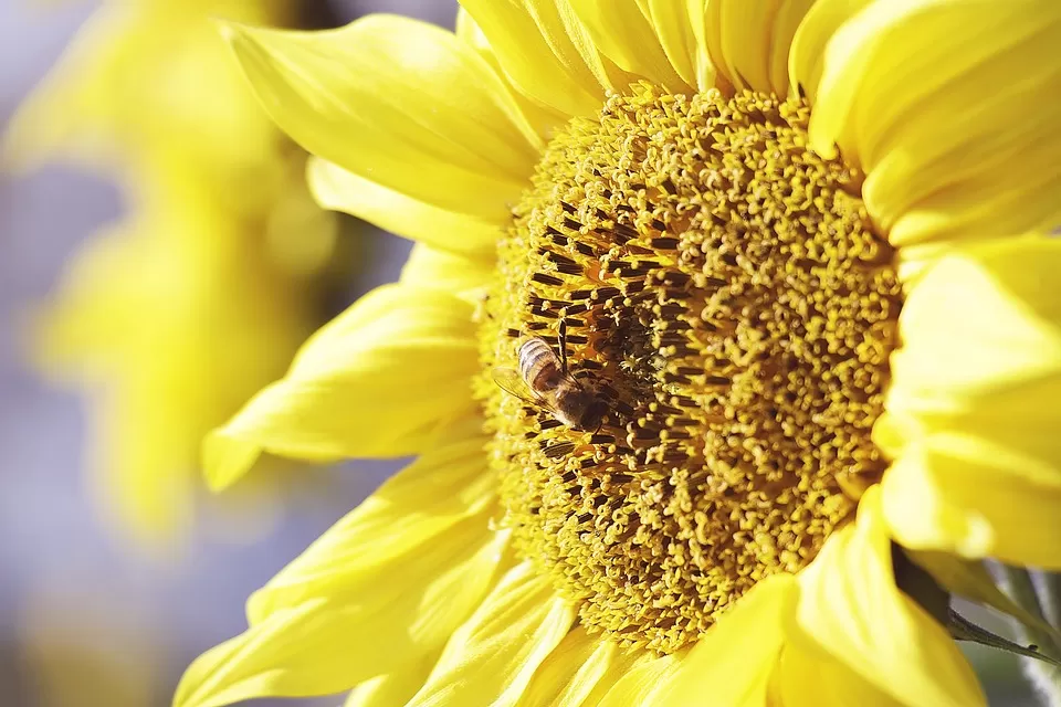 the importance of beekeeping in conservation efforts environmental