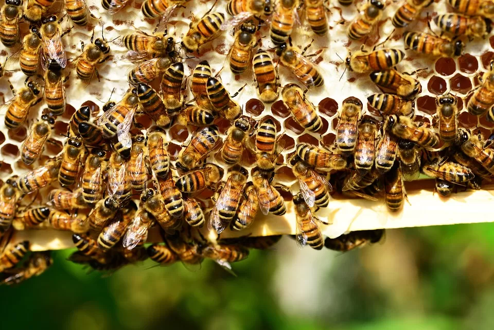 the power dynamics decoding the role of the queen bee in corporate