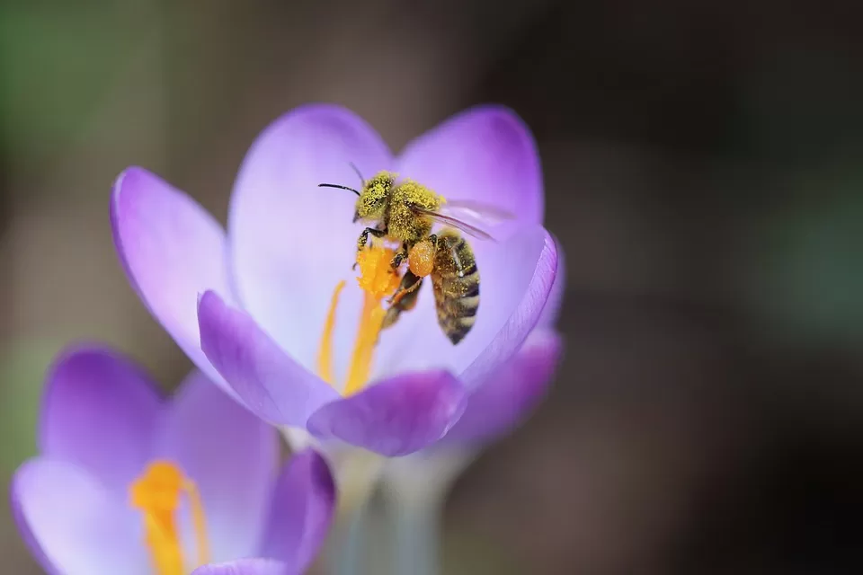 the ultimate guide to processing raw honey key steps and methods