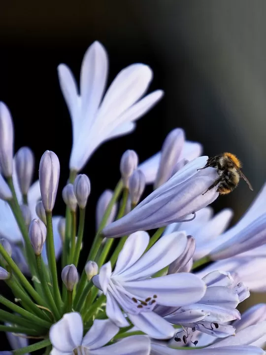 the ultimate guide to troubleshooting honey extraction problems and