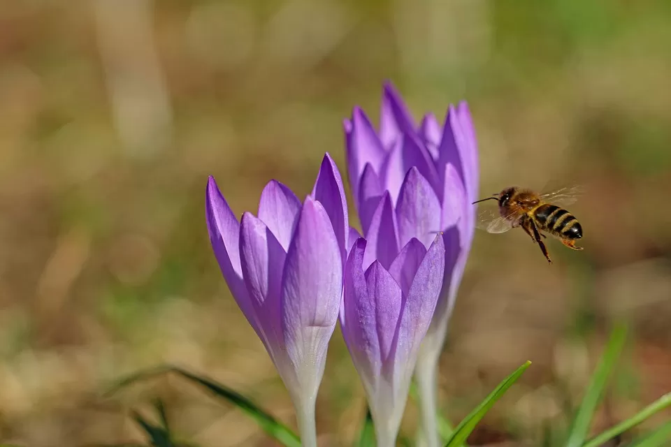 Understanding Honey Regulations: Crucial Information Beekeepers Need