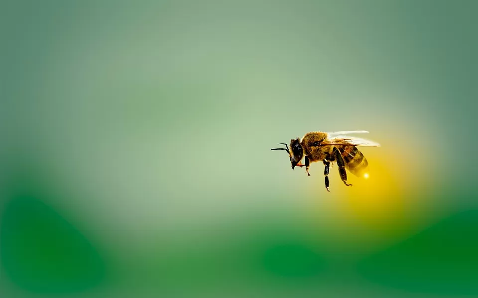 Understanding the Vital Role of a Honey Extractor in Beekeeping