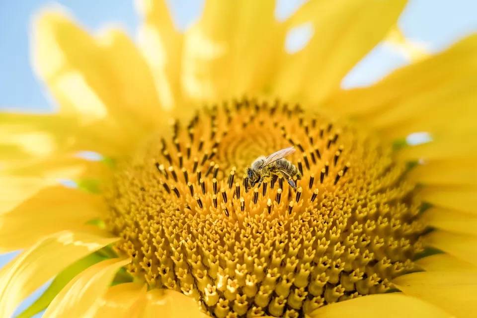 understanding varroa mites a grave threat to bee health