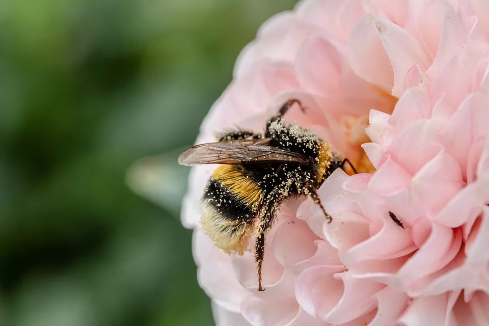 Unlocking the Secrets: The Science Behind Mead Making: From Hive to