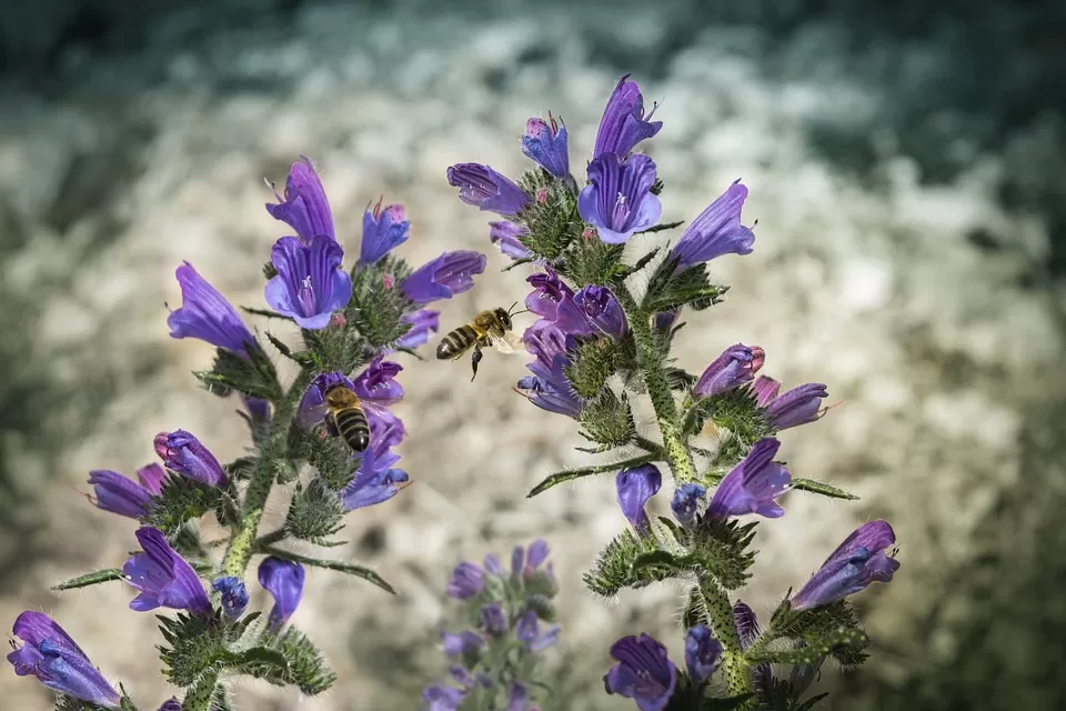 unveiling natures brush how bees shape the palette of botanical