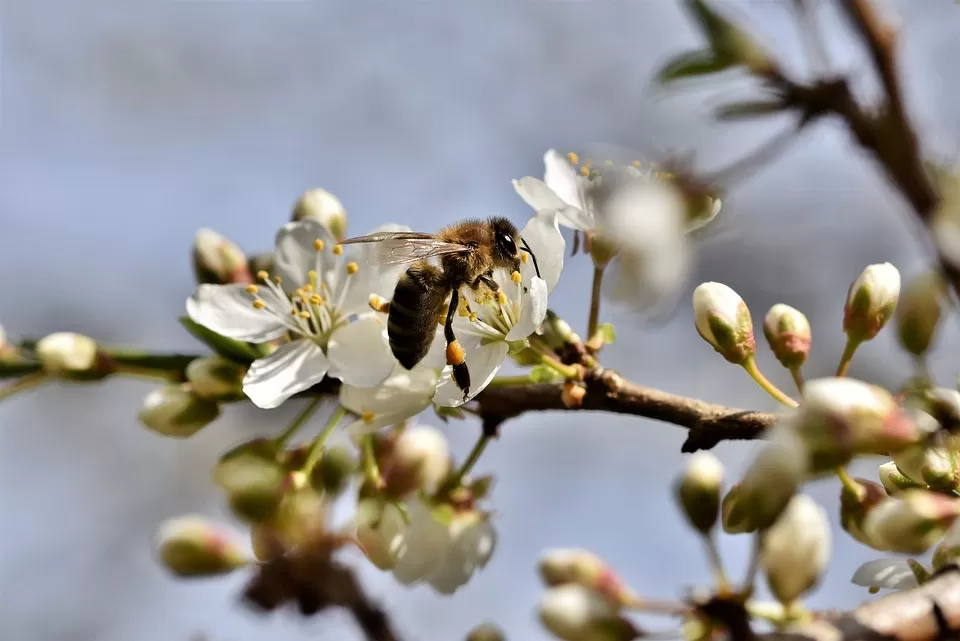 unveiling the role of pesticide drift in bee colony collapse disorder