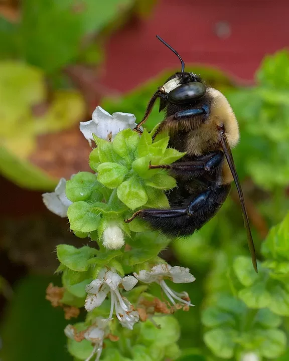 breaking down the harmful effects pesticides and bee decline