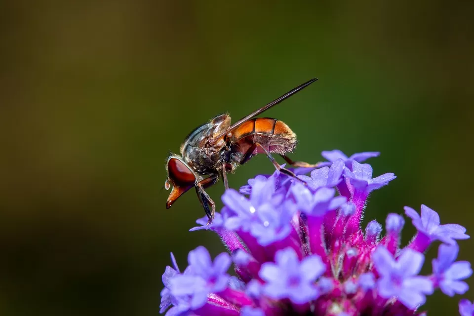 buzzing beauty exploring the symbolism of bees in poetry