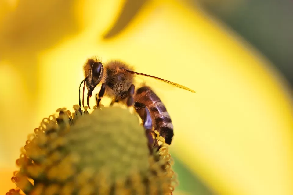 buzzworthy exploring the remarkable role of bees in culture and