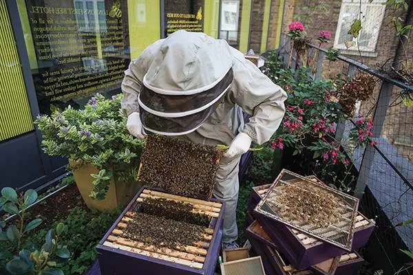 ensuring bee population survival a look into the future of beekeeping 1