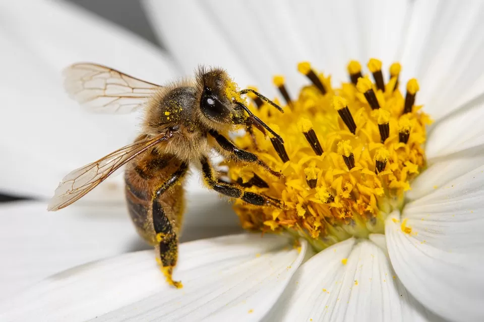 essential guide commercial beekeeping equipment for