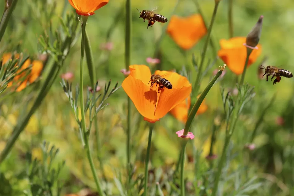 from pollinators to thread masters examining bees essential role in