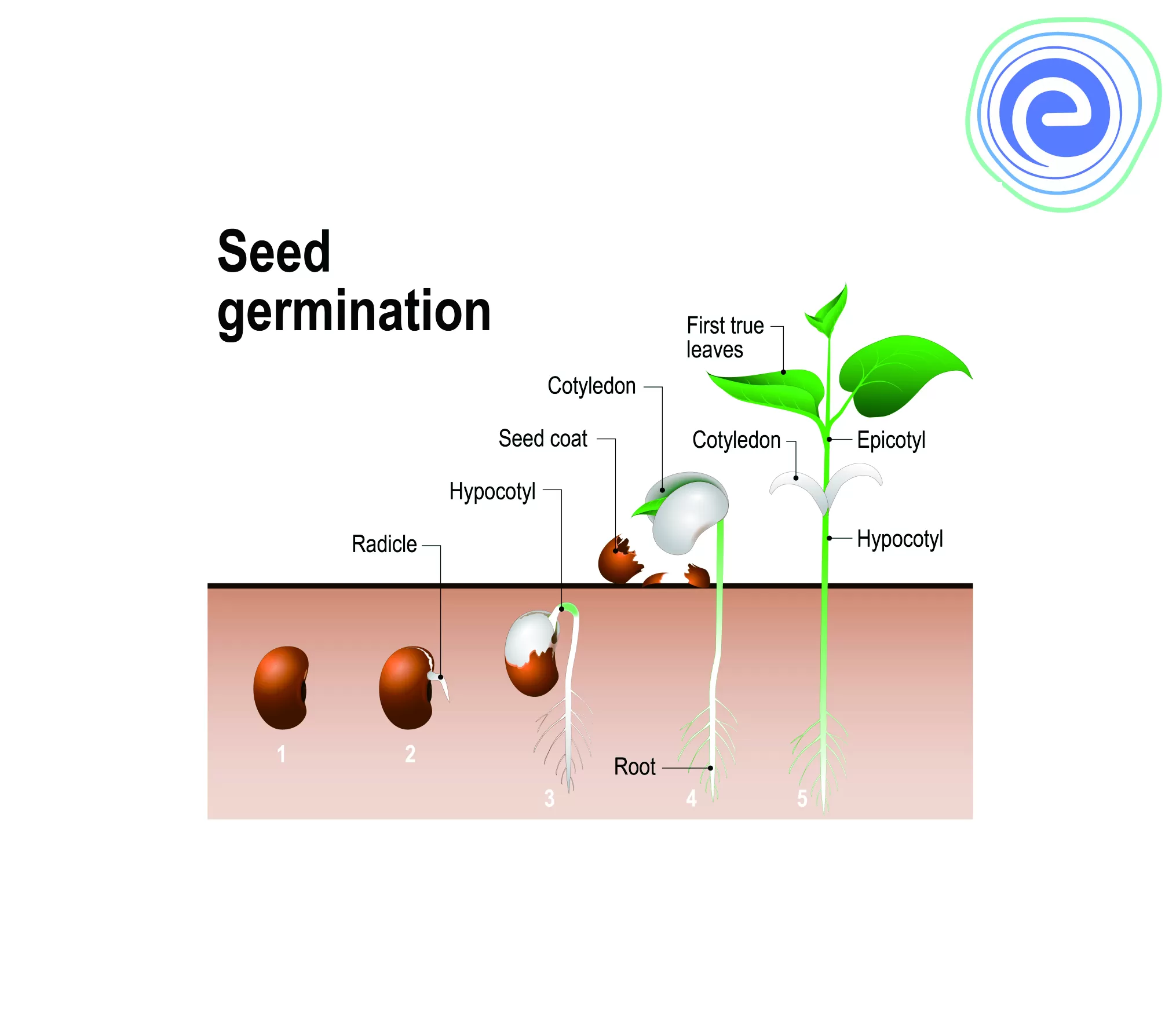 how bees contribute to the success of seed germination a