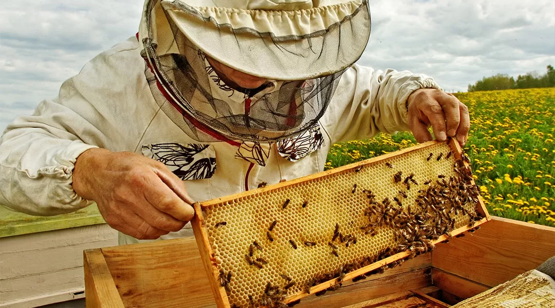 organic honey production a comprehensive guide to sustainable