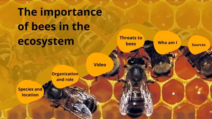 promoting biodiversity the importance of bees in ecosystem