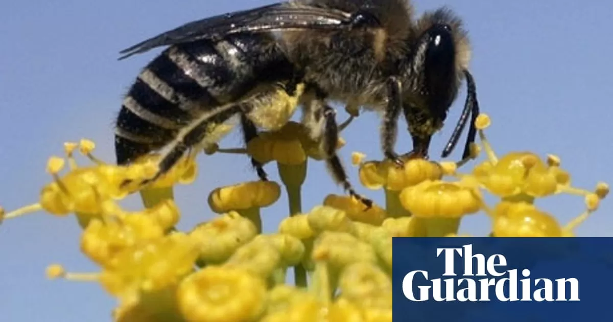 Bee Decline and Climate Change: Understanding the Interconnected - The ...