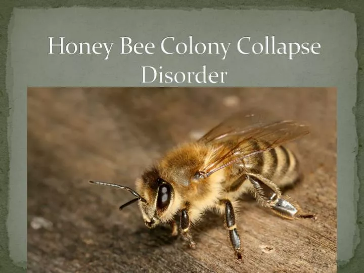 the devastating effects of colony collapse disorder on honey bee