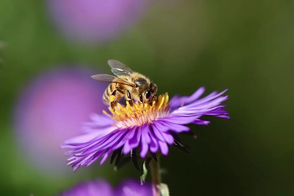 the essential role of bees in crop pollination boosting agricultures