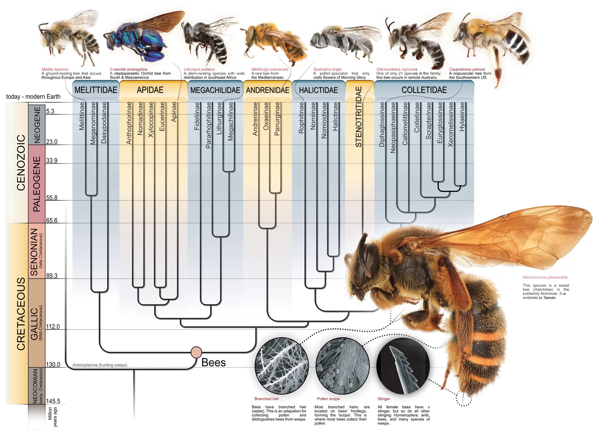 the fascinating origins of ancient bees tracing their ancient lineage