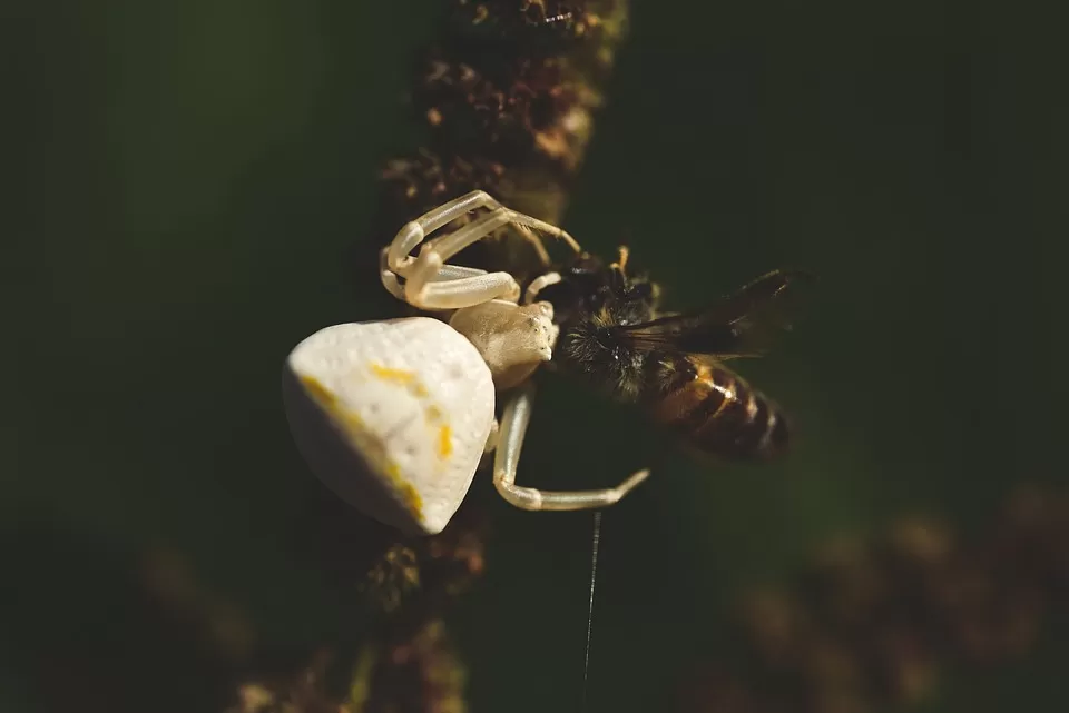 the sacred symbolism of bees in ancient religions unveiling the