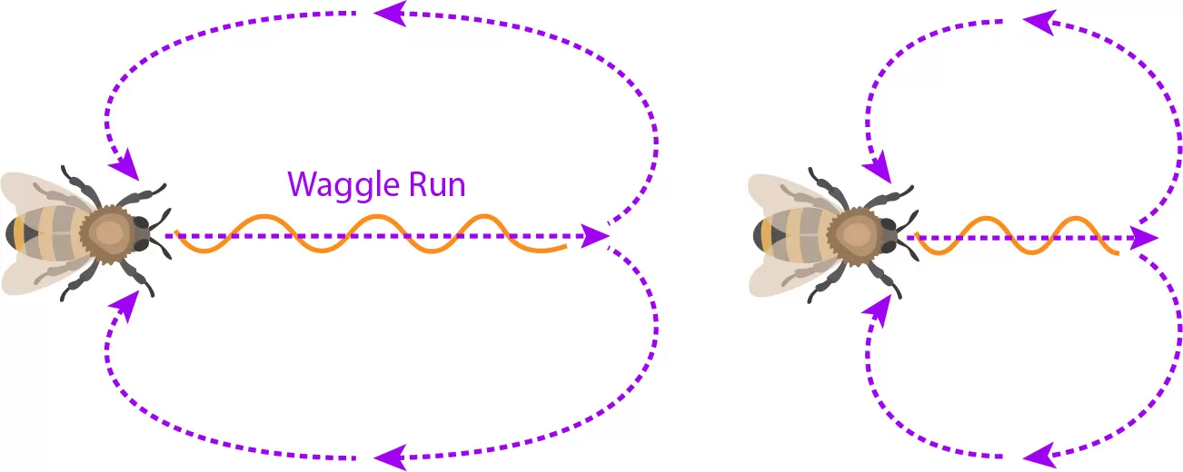 this title introduces the concept of the waggle dance as a form of 1