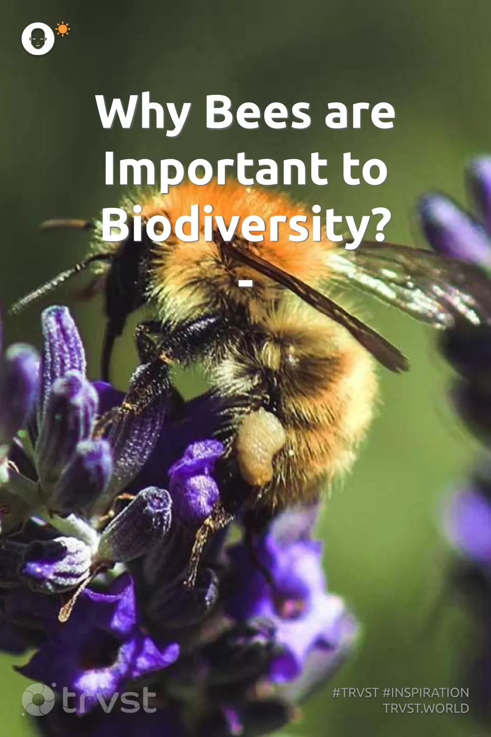 understanding the impact of bees on biodiversity a comprehensive