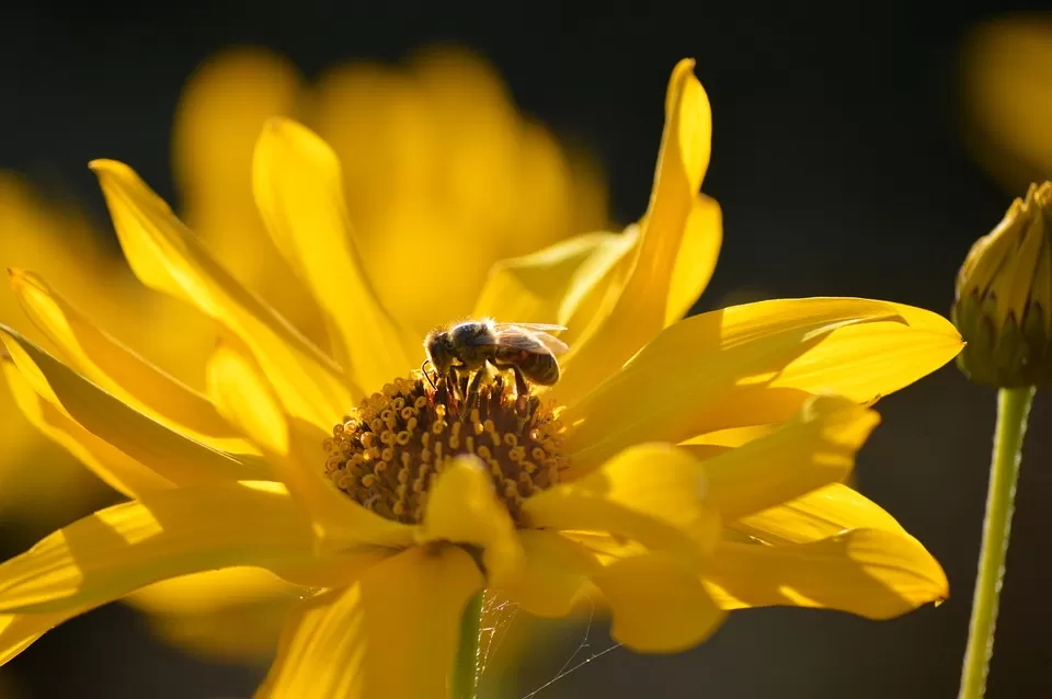 unlocking bee intelligence a fascinating look into the cognitive